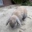 Bunny mini lop Carousel 3