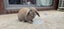 Bunny mini lop Carousel 4