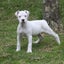 Reign - Staffi X - BOI Animal Rescue Trust Carousel 4