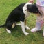 Bayley - Cattle Dog - BOI Animal Rescue Trust Carousel 2