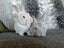Mini rex x Carousel 1