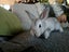 Mini rex x Carousel 2