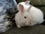 Mini rex x Carousel 3