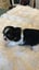 Shih tzu puppy Carousel 11