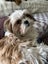 Shih tzu puppy Carousel 10