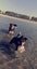 Two non barking huntaway x's Toka and Red Carousel 3