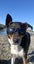 Two non barking huntaway x's Toka and Red Carousel 4