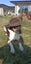 Two non barking huntaway x's Toka and Red Carousel 5