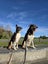Two non barking huntaway x's Toka and Red Carousel 7