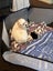 Purebred Mini Lop baby rabbits Carousel 7