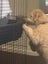 Purebred Mini Lop baby rabbits Carousel 8