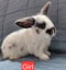 Gorgeous Pure Bred Mini Lops Carousel 11