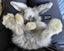 Gorgeous Pure Bred Mini Lops Carousel 12