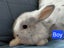 Gorgeous Pure Bred Mini Lops Carousel 7