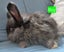 Gorgeous Pure Bred Mini Lops Carousel 9