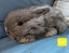 Gorgeous Pure Bred Mini Lops Carousel 3