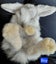 Gorgeous Pure Bred Mini Lops Carousel 6