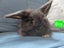 Gorgeous Pure Bred Mini Lops Carousel 8