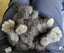 Gorgeous Pure Bred Mini Lops Carousel 16