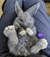 Gorgeous Pure Bred Mini Lops Carousel 14