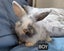 Gorgeous Pure Bred Mini Lops Carousel 13