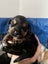 Golden Retriver X Rottweiler puppies for adoption Carousel 3