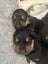 Golden Retriver X Rottweiler puppies for adoption Carousel 1