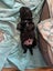 Golden Retriver X Rottweiler puppies for adoption Carousel 4