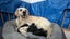 Golden Retriver X Rottweiler puppies for adoption Carousel 5