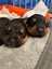 Golden Retriver X Rottweiler puppies for adoption Carousel 8