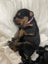 Golden Retriver X Rottweiler puppies for adoption Carousel 2