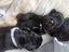 Golden Retriver X Rottweiler puppies for adoption Carousel 9