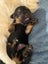 Golden Retriver X Rottweiler puppies for adoption Carousel 10
