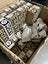 ROXY TEMPTRESS - Bulk Lot Sunglasses NOS 60-pairs Carousel 6