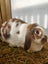 Excellent rabbit mother and babies Carousel 2