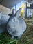 Mini rex x Carousel 5