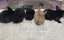 Mini lops babies Carousel 11