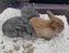 Mini lops babies Carousel 12