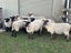 Lambs ewe rams sheep Carousel 2