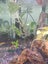 Aqua One AR620 aquarium with fish, ornaments, products Carousel 2