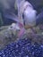 Aqua One AR620 aquarium with fish, ornaments, products Carousel 4