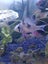 Aqua One AR620 aquarium with fish, ornaments, products Carousel 5
