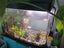 Aqua One AR620 aquarium with fish, ornaments, products Carousel 6