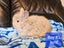 Pedigree English Angora Carousel 4