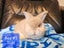 Pedigree English Angora Carousel 3