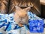 Pedigree English Angora Carousel 5