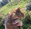 Guinea pigs Carousel 3