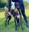 Tux and Tails – Joe, the Gentle Giant with Tuxedo Markings Carousel 4