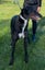 Tux and Tails – Joe, the Gentle Giant with Tuxedo Markings Carousel 3