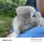 3yo Female lop x Carousel 1